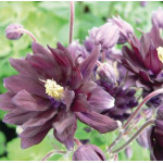 Aquilegia vulgaris Barlow Black Barlow Orlik pospolity Barlow Black Barlow