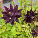 Aquilegia vulgaris Barlow Black Barlow Orlik pospolity Barlow Black Barlow