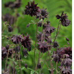 Aquilegia vulgaris Barlow Black Barlow Orlik pospolity Barlow Black Barlow