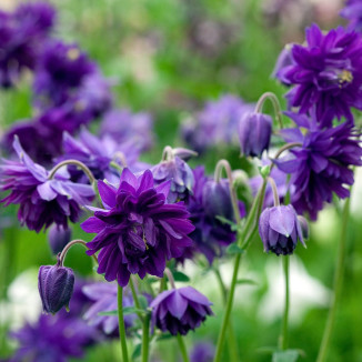 Aquilegia vulgaris Barlow Blue Barlow Orlik pospolity Barlow Blue Barlow