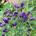 Aquilegia vulgaris Barlow Blue Barlow Orlik pospolity Barlow Blue Barlow