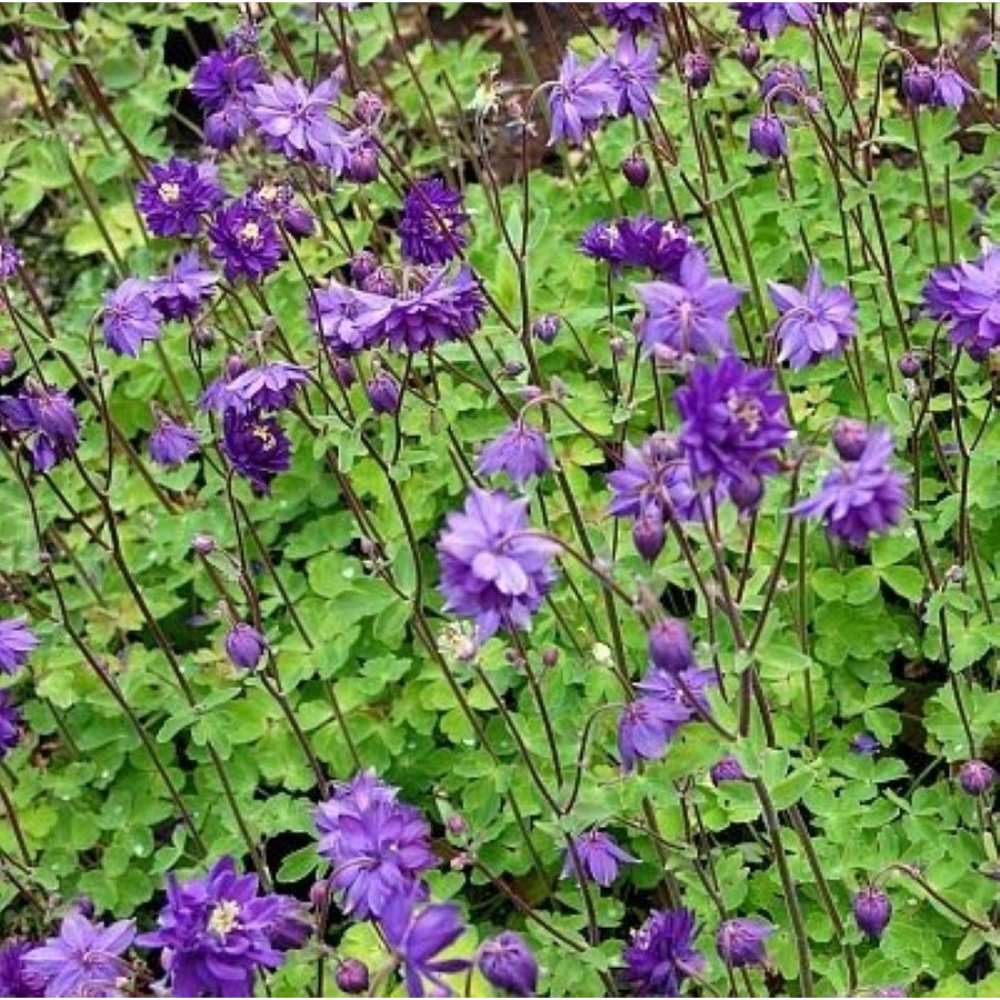 Aquilegia vulgaris Barlow Blue Barlow Orlik pospolity Barlow Blue Barlow