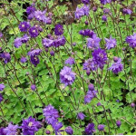 Aquilegia vulgaris Barlow Blue Barlow Orlik pospolity Barlow Blue Barlow