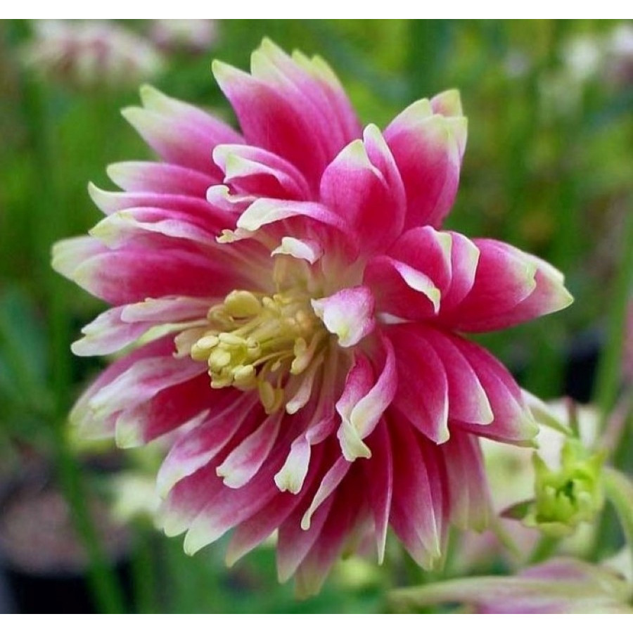 Aquilegia vulgaris Barlow Nora Barlow Orlik pospolity Barlow Nora Barlow