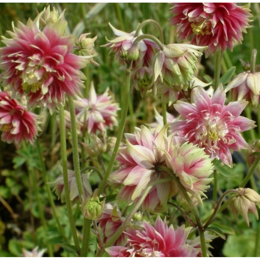 Aquilegia vulgaris Barlow Nora Barlow Orlik pospolity Barlow Nora Barlow