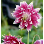 Aquilegia vulgaris Barlow Nora Barlow Orlik pospolity Barlow Nora Barlow