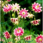 Aquilegia vulgaris Barlow Nora Barlow Orlik pospolity Barlow Nora Barlow