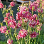 Aquilegia vulgaris Barlow Nora Barlow Orlik pospolity Barlow Nora Barlow