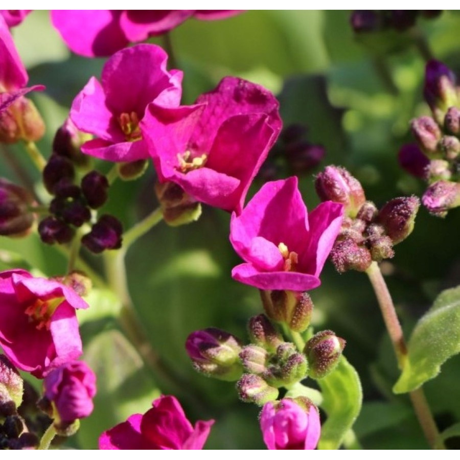 Arabis caucasica Little Treasure Deep Rose Gęsiówka kaukaska Little Trasure Deep Rose