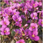 Arabis caucasica Little Treasure Deep Rose Gęsiówka kaukaska Little Trasure Deep Rose