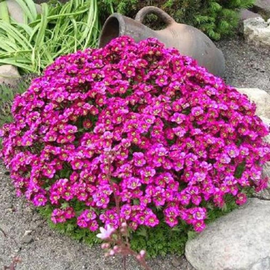 Arabis caucasica Little Treasure Deep Rose Gęsiówka kaukaska Little Trasure Deep Rose