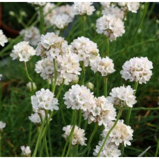 Armeria maritima Alba Zawciąg nadmorski