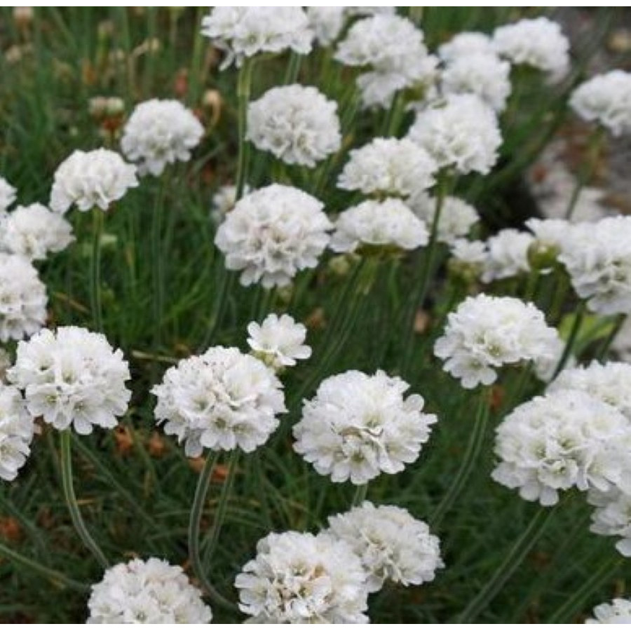 Armeria maritima Alba Zawciąg nadmorski