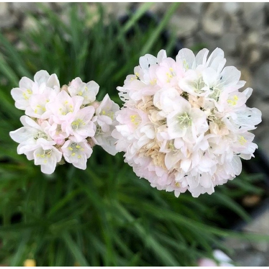 Armeria maritima Alba Zawciąg nadmorski