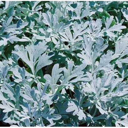 Artemisia stellariana Bylica
