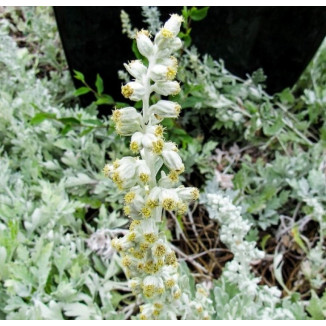 Artemisia stellariana Bylica