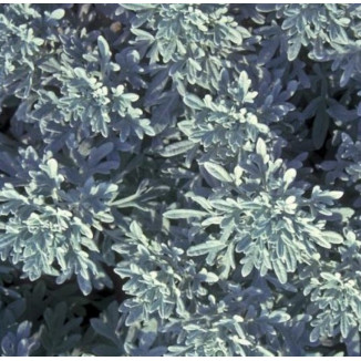 Artemisia stellariana Bylica