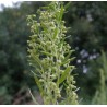 Artemisia stelleriana Bylica