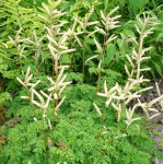 Aruncus aethusifolius Parzydło blekotolistne Aruncus aethusifolius Parzydło blekotolistne