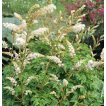 Aruncus aethusifolius Parzydło blekotolistne Aruncus aethusifolius Parzydło blekotolistne