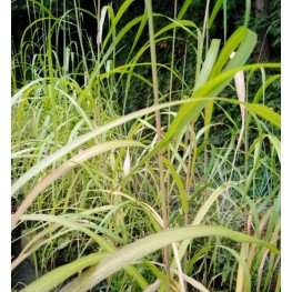 Miscanthus sinensis Memory Miskant