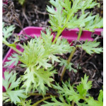 Leucanthemum superbum Snow Lady Złocień