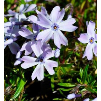 Phlox subulata Emerald Blue Floks