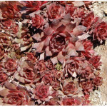 Sempervivum bruneifolium Rojnik