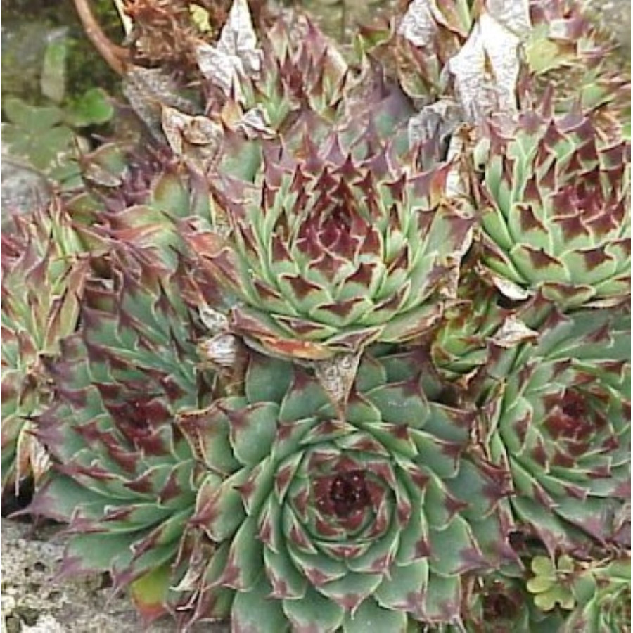 Sempervivum calcareum Suzanna