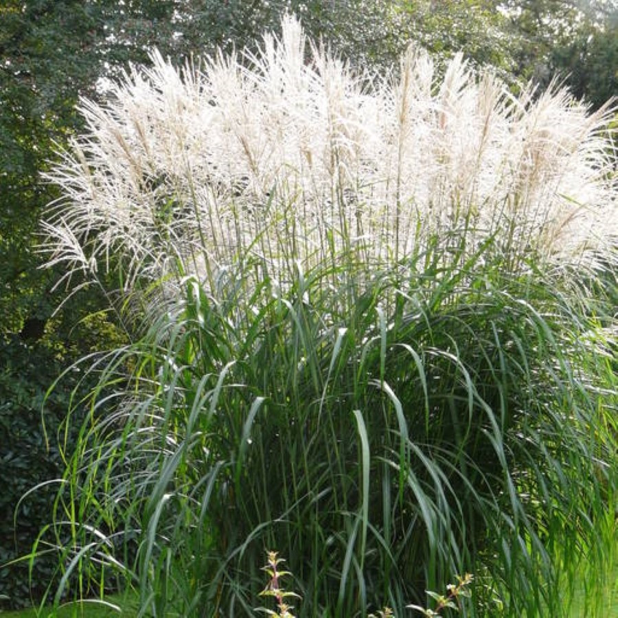 Miscanthus sinensis Grosse Fontäne Miskant chiński