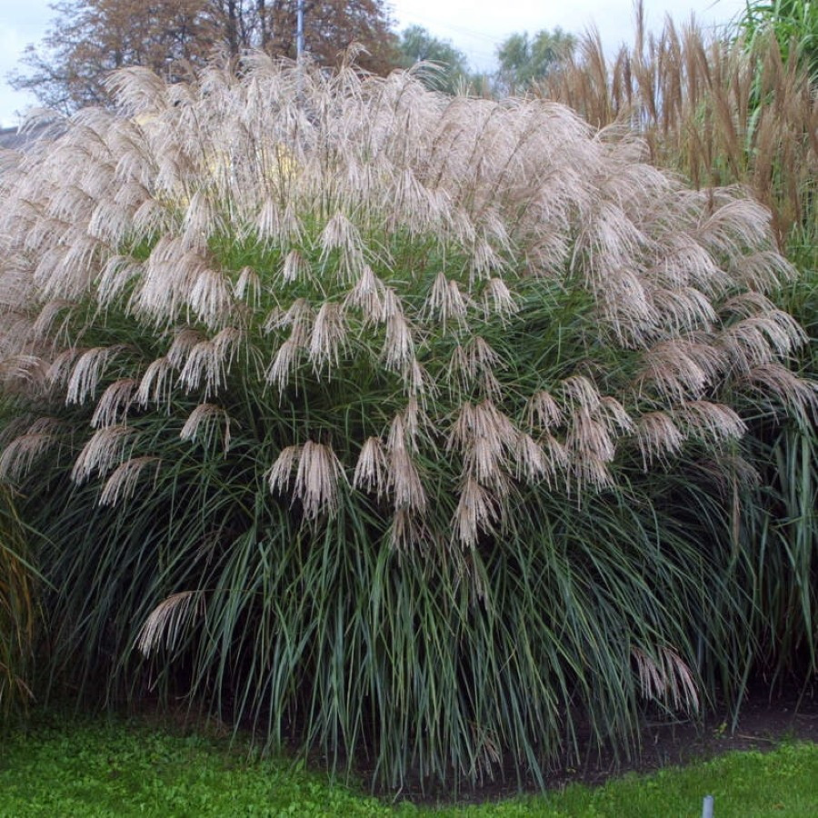 Miscanthus sinensis Grosse Fontäne Miskant chiński