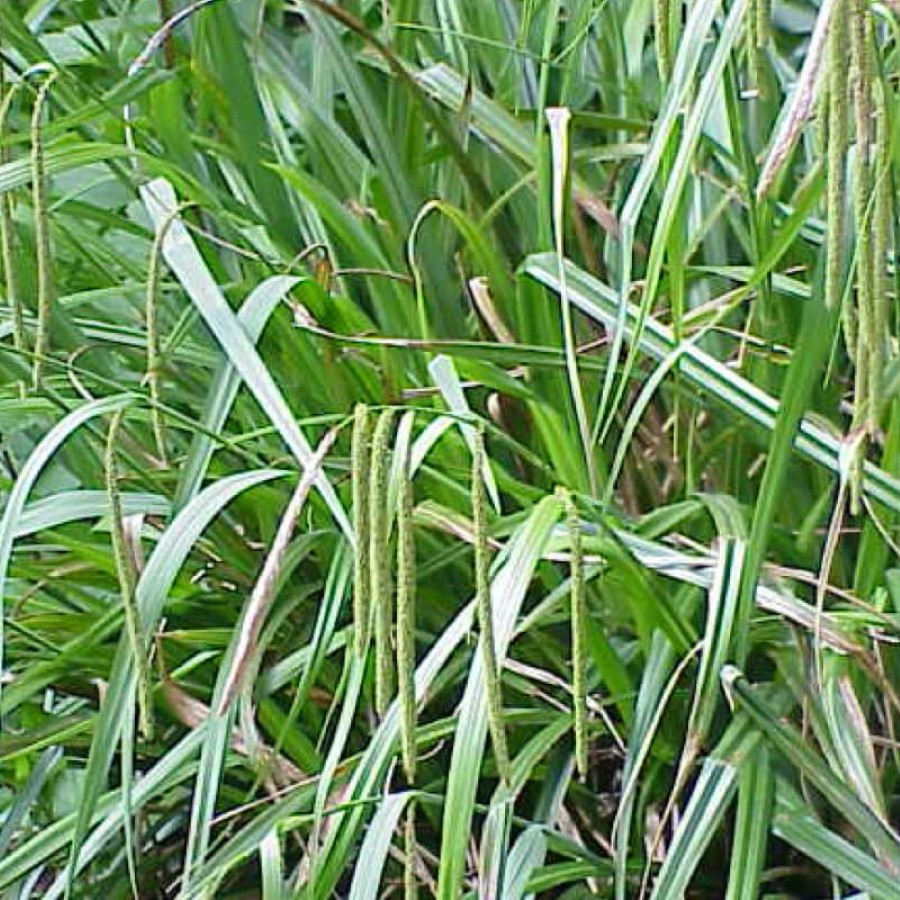 Carex pendula Turzyca zwisła