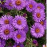 Aster n-a Purple Dome Aster nowoangielski