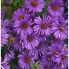 Aster n-a Purple Dome Aster nowoangielski