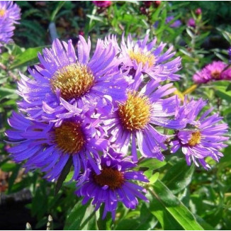 Aster n-a Barrs Blue Aster nowoangielski