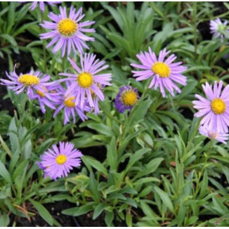 Aster alpinus Dunkle Schone Aster alpejski