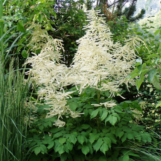 Astilbe arendsii  brautschleier Tawułka arendsa