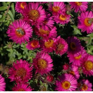 Aster novae-angliae Septemberrubin Aster nowoangielski