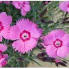 Dianthus Mountain Frost™ Pink PomPom Goździk