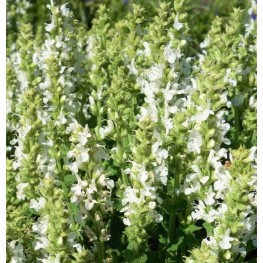 Salvia nemorosa Sensation Compact White Szałwia omszona