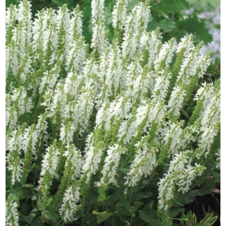 Salvia nemorosa Sensation Compact White Szałwia omszona