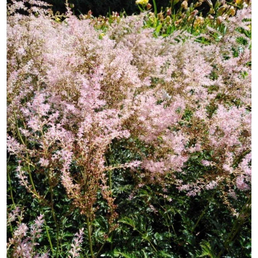 Astilbe simplicifolia Hennie Graafland Tawułka pojedynczolistna