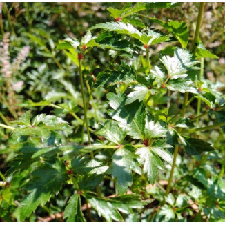 Astilbe simplicifolia Hennie Graafland Tawułka pojedynczolistna