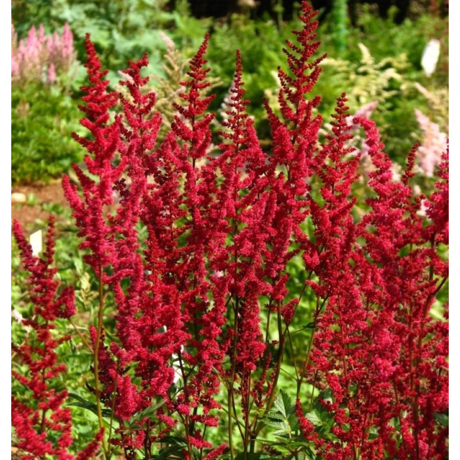 Astilbe arendsii Glut Tawułka arendsa