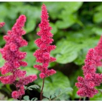 Astilbe arendsii Spinell Tawułka arendsa