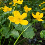 Caltha palustris Kaczeniec błotny Caltha palustris Kaczeniec błotny