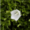 Campanula cochleariifolia Alba Dzwonek drobny