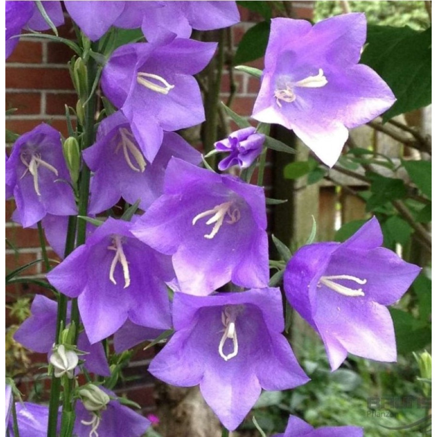 Campanula persicifolia Caerulea Dzwonek brzoskwiniolistny Caerulea