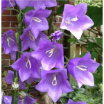 Campanula persicifolia Caerulea Dzwonek brzoskwiniolistny Caerulea