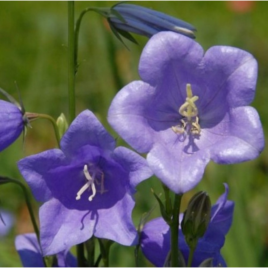 Campanula persicifolia Caerulea Dzwonek brzoskwiniolistny Caerulea
